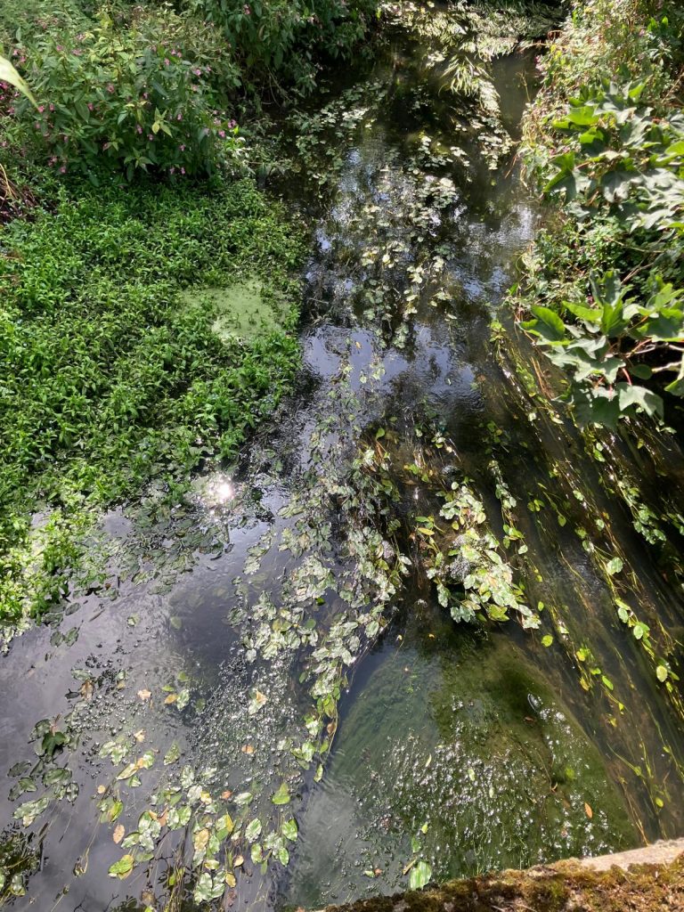 vegetation on the Blackwater at North Camp.