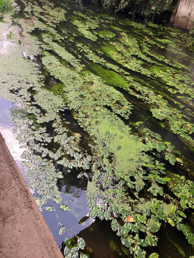 Plants at the R Blackwater at the Quays.