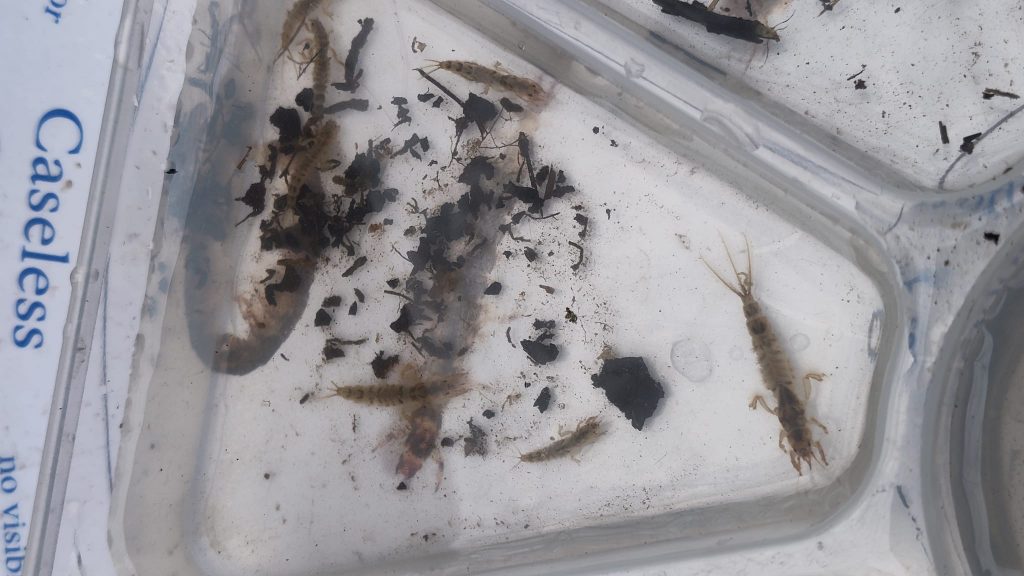 River Fly testing Aldershot Park. Several Caddis Fly Larva