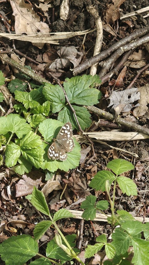 Speckled Wood butterfly at Aldershot Park.