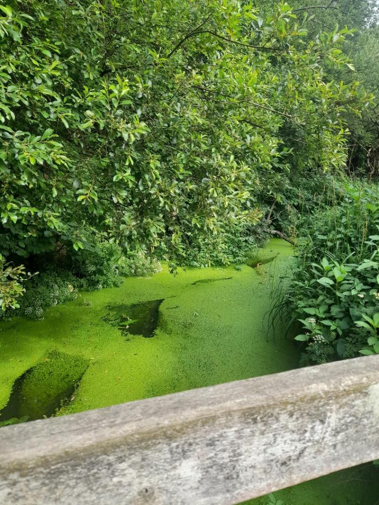 low water levels at Lakeside on the R Blackwater after a period of hot weather with little rain. Surface is near covered with duckweed.